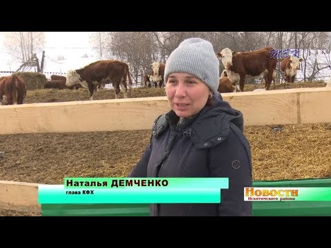 Бухгалтер-экономист Наталья Демченко нашла своё призвание в разведении герефордов Бухгалтер-экономист Наталья Демченко нашла своё призвание в разведении герефордов