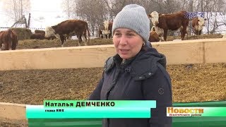 Бухгалтер-экономист Наталья Демченко нашла своё призвание в разведении герефордов