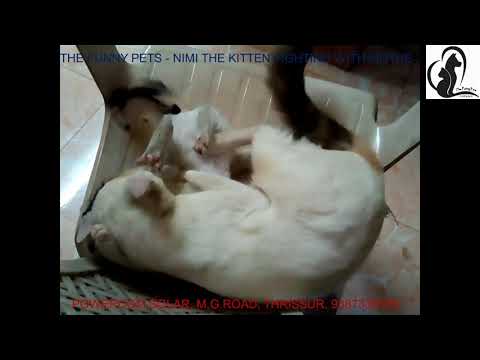 The funny pets Love fight of cats