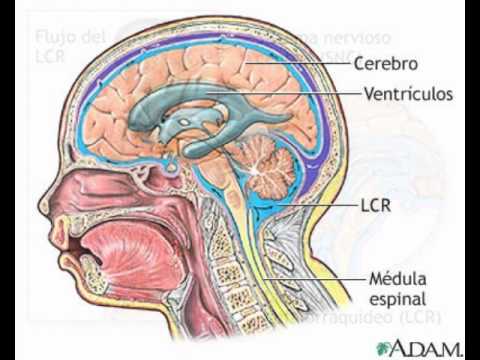 Recetas caseras para eliminar la grasa del abdomen Comienza accin recetas caseras para eliminar la grasa del abdomen tienes