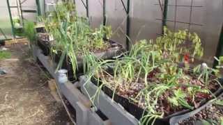 Aquaponics system tour, 18 June 2013 (Winter Crop) in 720P HD