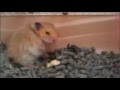 BEST FUNNY ANIMALS COMPILATION: This is the BEST FUNNY ANIMALS COMPILATION