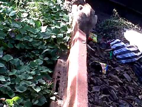 anak sma mesum di hutan - YouTube