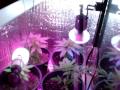 LED grow lights,No High pressure sodium ,marijuana,pot,cannabis#1