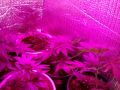 LED grow lights,No High pressure sodium ,marijuana,pot,cannabis#1