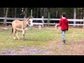 redonner confiance aux ânes