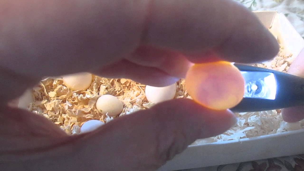 Incubated Fertile Eggs of Small Exotic Birds Moving Inside. - YouTube