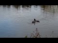 2013 L'Amour & les Canards