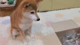 柴犬ひかいち「小包が届いたよ！」　Parcel and Shiba Inu