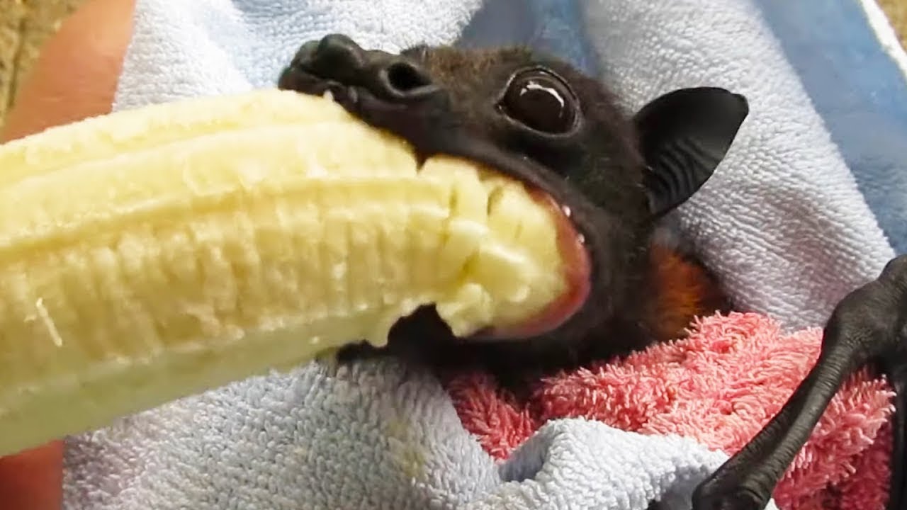 Фруктовая летучая мышь ест банан