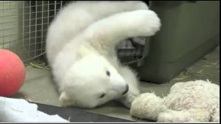 Kali the Orphaned Polar Bear Cub Kali the Orphaned Polar Bear Cub