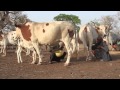 Dramera élévage - Kossam Tchanaba Manga Dramera élévage - Kossam Tchanaba Manga