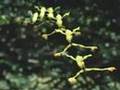 Flying Reptiles & Frogs