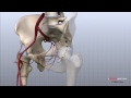 Hip Anatomy Animated Tutorial
