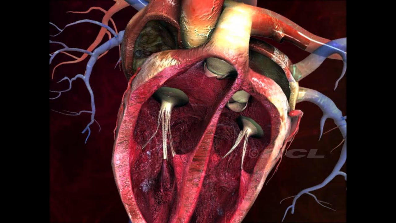 HCL Learning DigiSchool - Structure of the Human Heart - YouTube