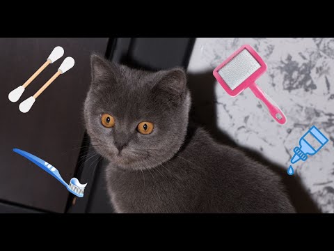 Coco grooming reaction / cat brush teeth / cat care / Scottish straight / fun grooming / funny cat
