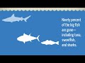 The One World One Ocean campaign