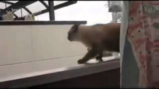 El gato gordito ya no salta como antes.