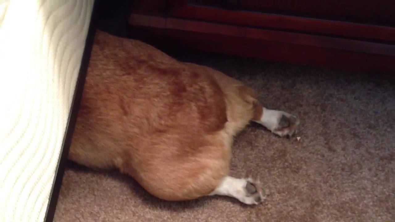 Fat butt corgi wants a treat - YouTube