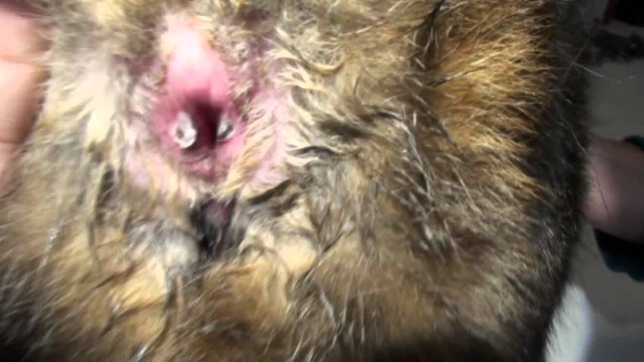 Anal Gland Problems in a Cat YouTube