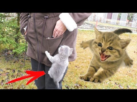 Where can a kitten Street climb? Funny cats moments compilation