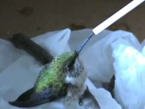 baby hummingbird rescue youtube baby hummingbird rescue youtube