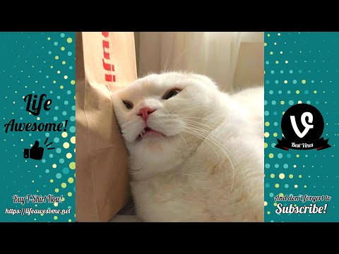 Try Not To Laugh Animals - Funny Cats Videos 2019 - Funniest Clean Vines Compilation
