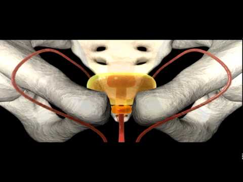 Urinary System | Anatomy | Biology - YouTube
