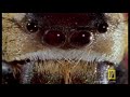 Bee vs. Jumping Spider