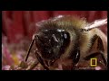 Bee vs. Jumping Spider