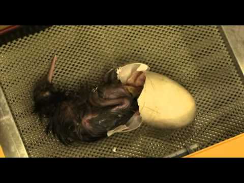 BNZ Operation Nest Egg - Kiwi Hatching - YouTube