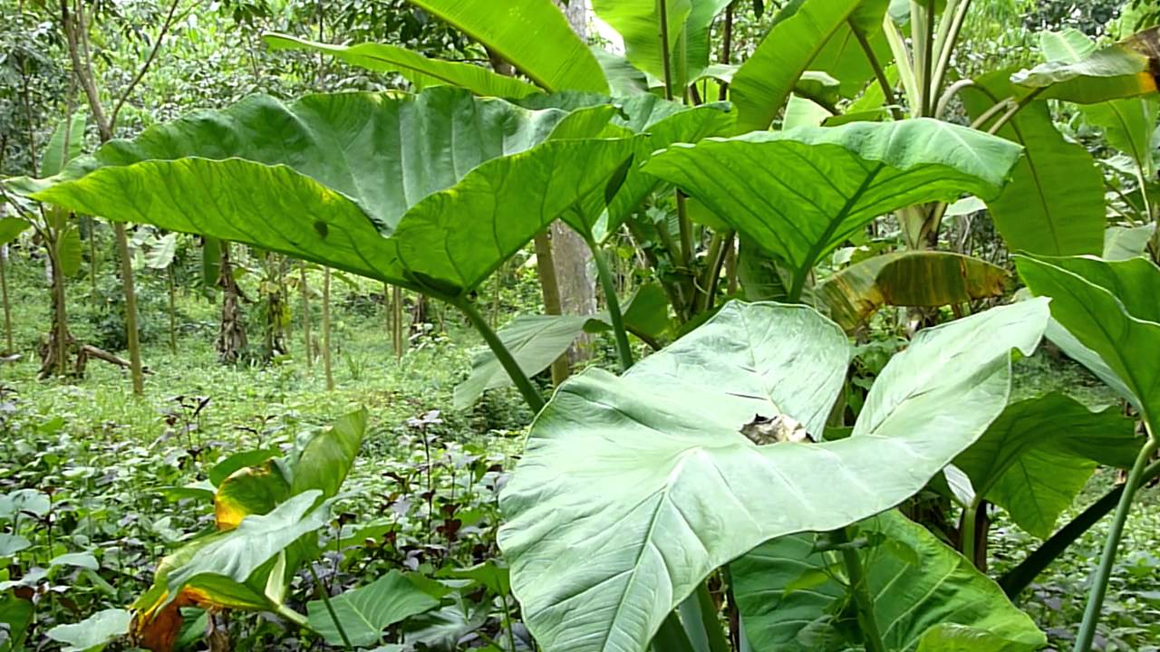 Plant with very big leaves - Colocasia plant - Elephant-ear - Eddoe