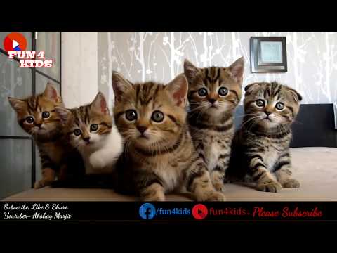 Funny Cat Dancing with Hindi Songs Chammak Challo