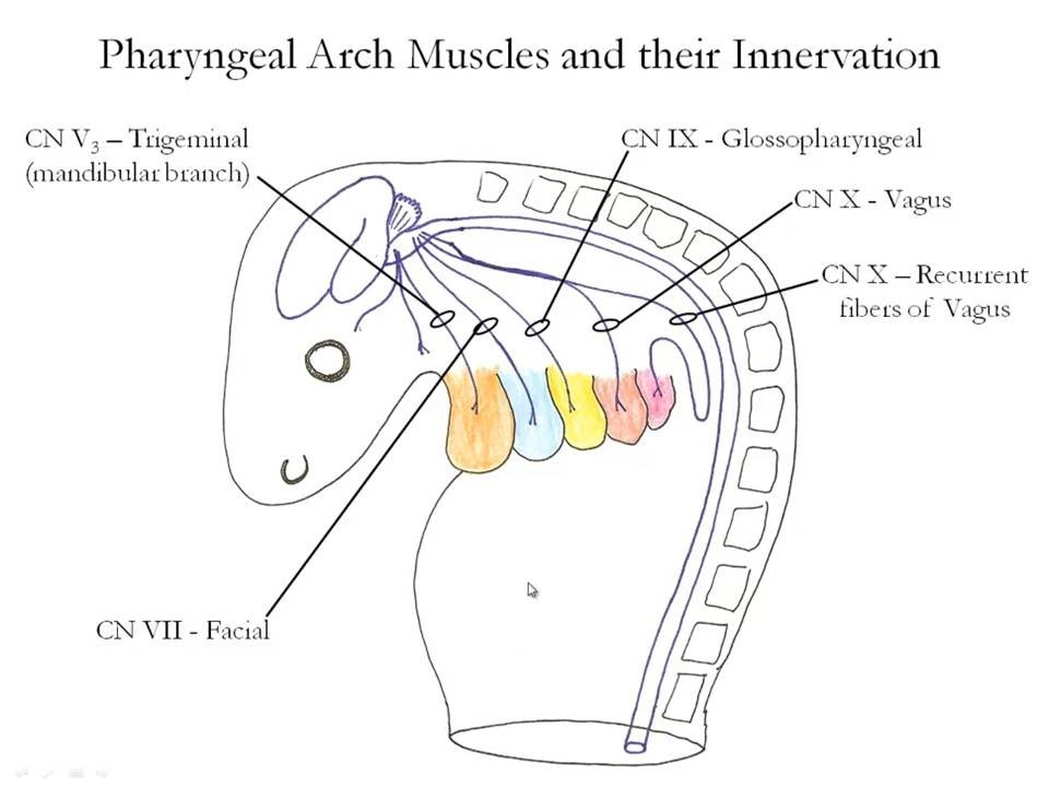 Medical Embryology - Development of the Pharyngeal Arches - YouTube