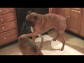 My life with 2 boxers. Saturday Night Cute Dog fight