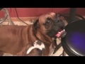 My life with 2 boxers. Saturday Night Cute Dog fight