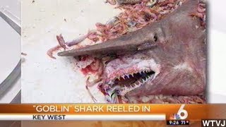 Rare Alien-Looking 'Goblin Shark' Found Off Florida Coast