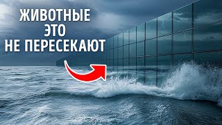 Величайшие магические трюки Земли (и почему мы их едва замечаем)