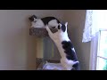 DRAMATIC CAT TOWER BATTLE