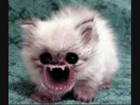 scary cats - YouTube