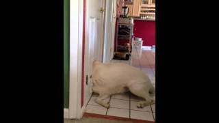 HILARIOUS!! Cat door dog!