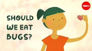 Should we eat bugs? - Emma Bryce