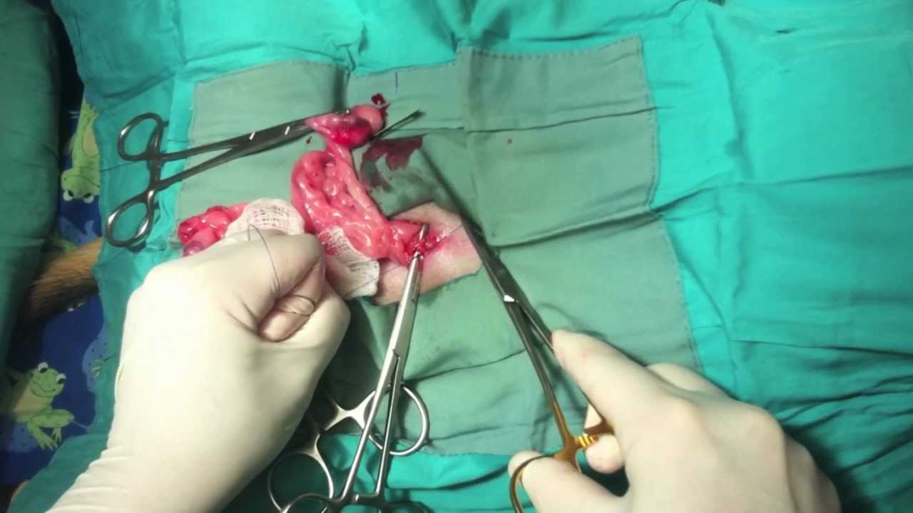 Dog Ovariohysterectomy (Spay) - YouTube