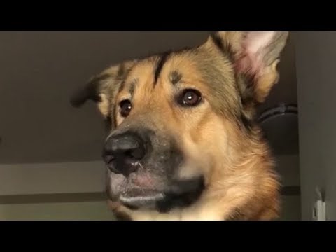 Hilarious Dog Interactions Caught on Camera | Dog Compilation 2019