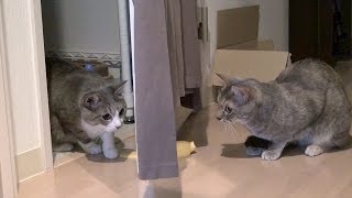 ドア狭間の戦い - Cats Fighting at the Door -