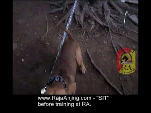 Anjing Pit Bull "Taro" before training at RA! www.RajaAnjing.com