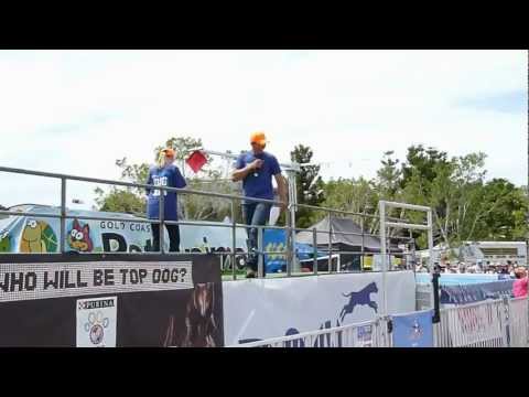 DockDogs at Gold Coast Pet and Animal Expo 2012