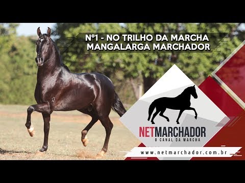 Nº1 - No Trilho da Marcha - Mangalarga Marchador - NET MARCHADOR 27/08/2017