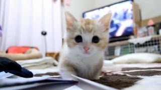 やっぱりネコと箱でしょう　マンチカン/munchkin-子猫/kitten