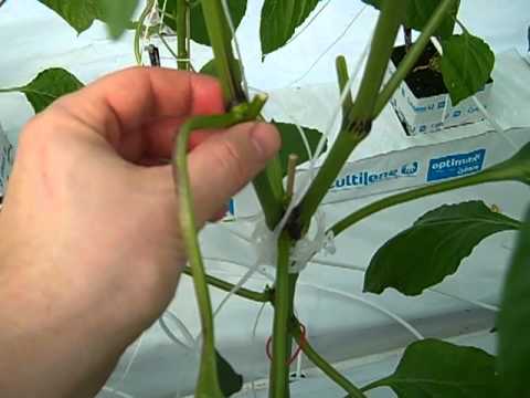 pruning pepper peppers growing plants garden bell blooming training greenhouse gardening better tips organic lapse hydroponic help banana plant visit